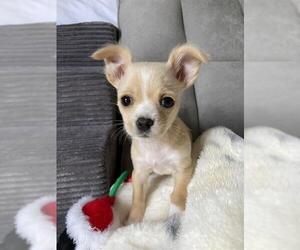 Chihuahua-Unknown Mix Dogs for adoption in Sacramento, CA, USA