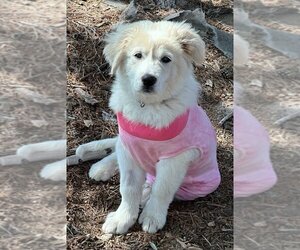 Great Pyrenees-Unknown Mix Dogs for adoption in Winter Park, CO, USA