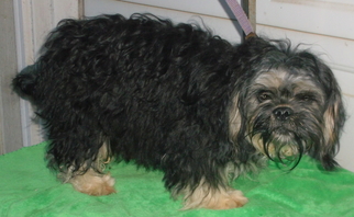 Havanese Dogs for adoption in Birch Tree, MO, USA