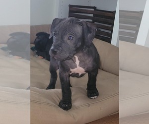 Medium Photo #1 American Pit Bull Terrier-Unknown Mix Puppy For Sale in Lexington Park, MD, USA