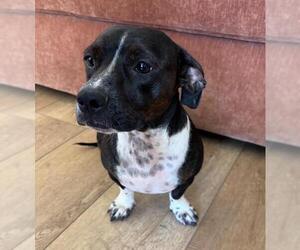 Bo-Dach Dogs for adoption in Los Angeles, CA, USA