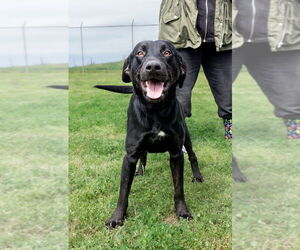 Mutt Dogs for adoption in Abbeville, LA, USA