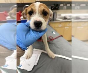 American Pit Bull Terrier-Unknown Mix Dogs for adoption in Riverside, CA, USA