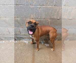 Boxer Dogs for adoption in El Centro, CA, USA