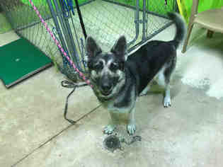 German Shepherd Dog Dogs for adoption in Green Cove Springs, FL, USA