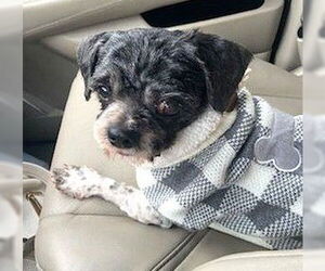 Shih Tzu Dogs for adoption in Boonton, NJ, USA