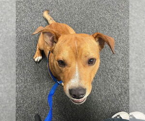 American Pit Bull Terrier-Unknown Mix Dogs for adoption in San Bernardino, CA, USA