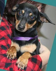 Medium Photo #1 Miniature Pinscher Puppy For Sale in Southampton, NY, USA