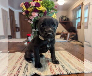 Mutt Dogs for adoption in Vail, AZ, USA
