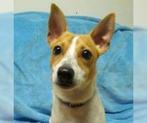 Jack-Rat Terrier Dogs for adoption in Claremore, OK, USA