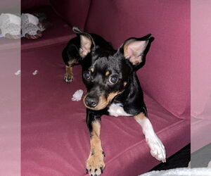 Chihuahua-Unknown Mix Dogs for adoption in Melbourne, FL, USA