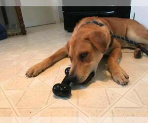 Labrador Retriever-Unknown Mix Dogs for adoption in Lebanon, OR, USA