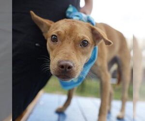 American Staffordshire Terrier-Unknown Mix Dogs for adoption in San Antonio, TX, USA