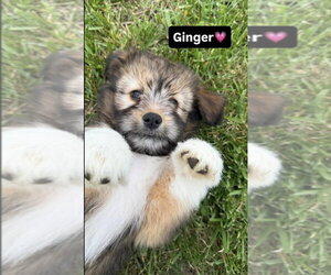 Australian Shepherd-Unknown Mix Dogs for adoption in Aurora, IN, USA