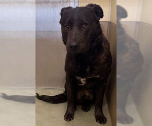 Labrador Retriever-Unknown Mix Dogs for adoption in Riverside, CA, USA