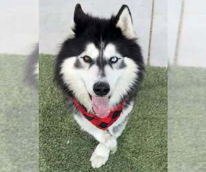 Siberian Husky-Unknown Mix Dogs for adoption in Elk Grove, CA, USA