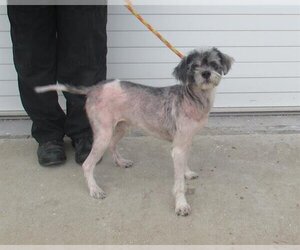 Mutt Dogs for adoption in Louisville, KY, USA