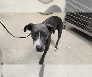 American Pit Bull Terrier Dogs for adoption in Riverside, CA, USA