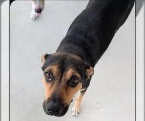 American Foxhound-Unknown Mix Dogs for adoption in San Antonio, TX, USA