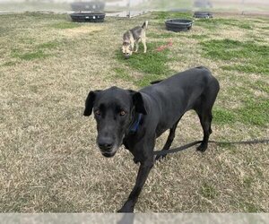 Great Dane-Unknown Mix Dogs for adoption in Corpus Christi, TX, USA