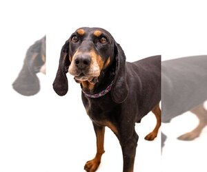 English Coonhound Dogs for adoption in Fort Collins, CO, USA