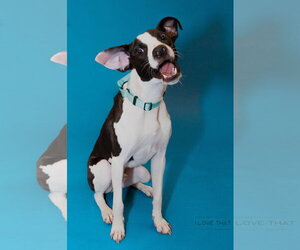 Labrador Retriever-Unknown Mix Dogs for adoption in The Woodlands, TX, USA