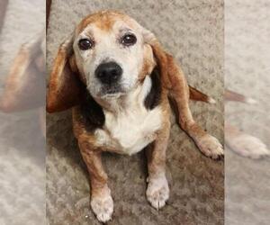 Beagle-Unknown Mix Dogs for adoption in Williamson, WV, USA