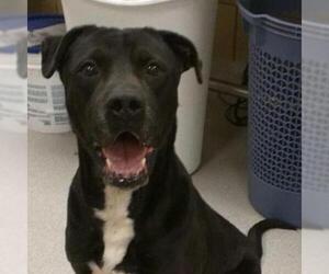 Labrador Retriever Dogs for adoption in Dallas, TX, USA