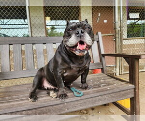Miniature Bulldog Dogs for adoption in Springfield, MA, USA