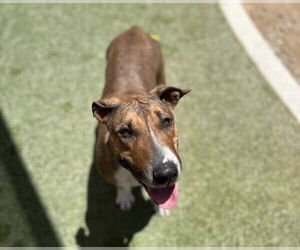 Bull Terrier-Unknown Mix Dogs for adoption in Las Vegas, NV, USA