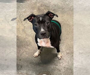 Labrador Retriever-Unknown Mix Dogs for adoption in Tavares, FL, USA