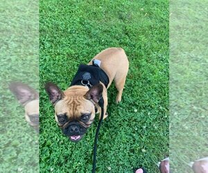 French Bulldog Dogs for adoption in Brights Grove, Ontario, Canada