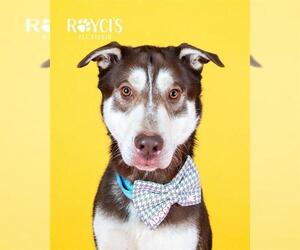 Siberian Husky Dogs for adoption in West Valley, UT, USA