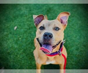 Mutt Dogs for adoption in Orlando, FL, USA