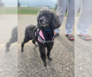 Poodle (Toy) Dogs for adoption in St. Cloud, MN, USA