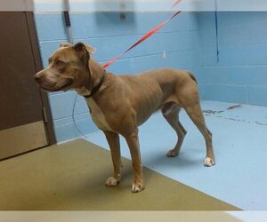 American Pit Bull Terrier Dogs for adoption in Moreno Valley, CA, USA