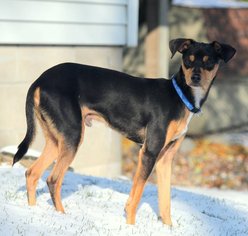 Miniature Pinscher Dogs for adoption in Maple Grove, MN, USA
