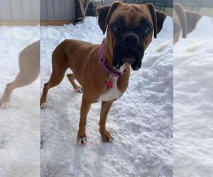 Boxer Dogs for adoption in Cedar Rapids, IA, USA
