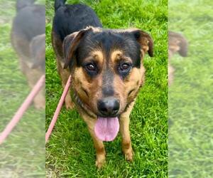 German Shepherd Dog-Unknown Mix Dogs for adoption in Sacramento, CA, USA