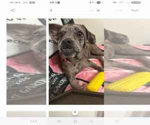 French Bulldog-Unknown Mix Dogs for adoption in Brooksville, FL, USA