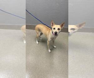 Chihuahua-Unknown Mix Dogs for adoption in Las Vegas, NV, USA