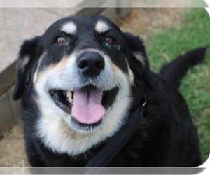 Australian Mountain Dog Dogs for adoption in Claremore, OK, USA