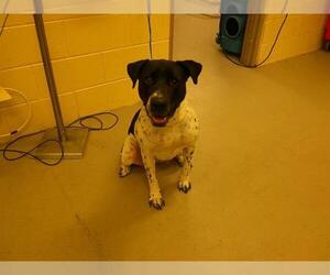 Mutt Dogs for adoption in Sanford, FL, USA