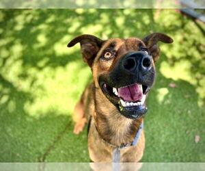 German Shepherd Dog-Unknown Mix Dogs for adoption in Orlando, FL, USA
