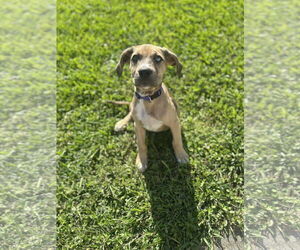 Catahoula Leopard Dog-Unknown Mix Dogs for adoption in Ponchatoula , LA, USA