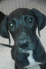 Great Dane Dogs for adoption in Commerce, GA, USA