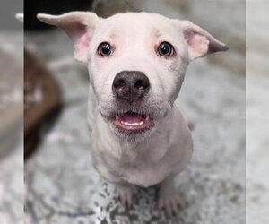 Labrador Retriever-Unknown Mix Dogs for adoption in Anchorage, AK, USA