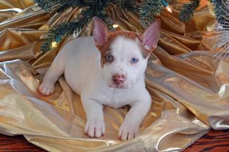 Medium Photo #1 American Staffordshire Terrier-Siberian Husky Mix Puppy For Sale in Lake Forest, CA, USA
