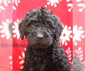 Labradoodle Dogs for adoption in Wakefield, RI, USA