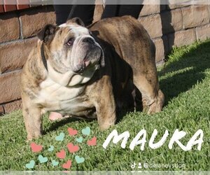 Bulldog Dogs for adoption in Van Nuys, CA, USA